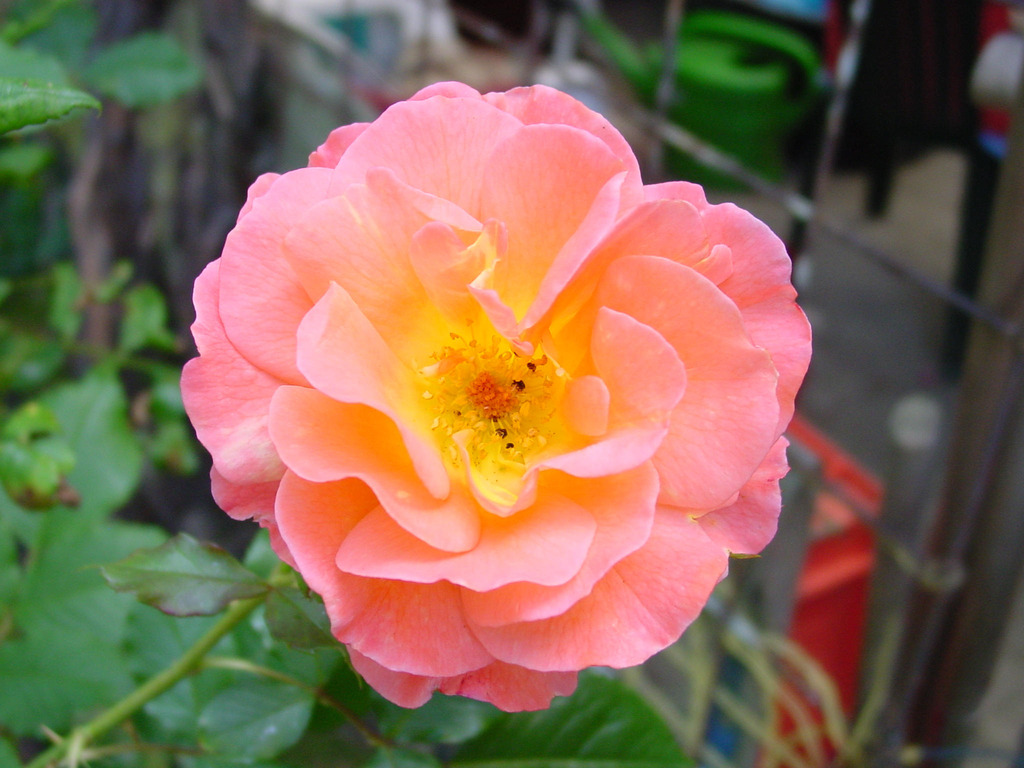 1Rose   Westerland