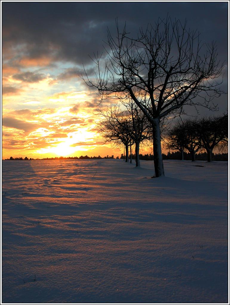 2) Bäume im Winter