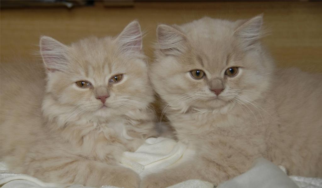 2 Cremeschnittchen