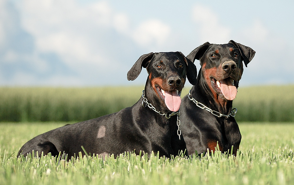 2 Dobermänner