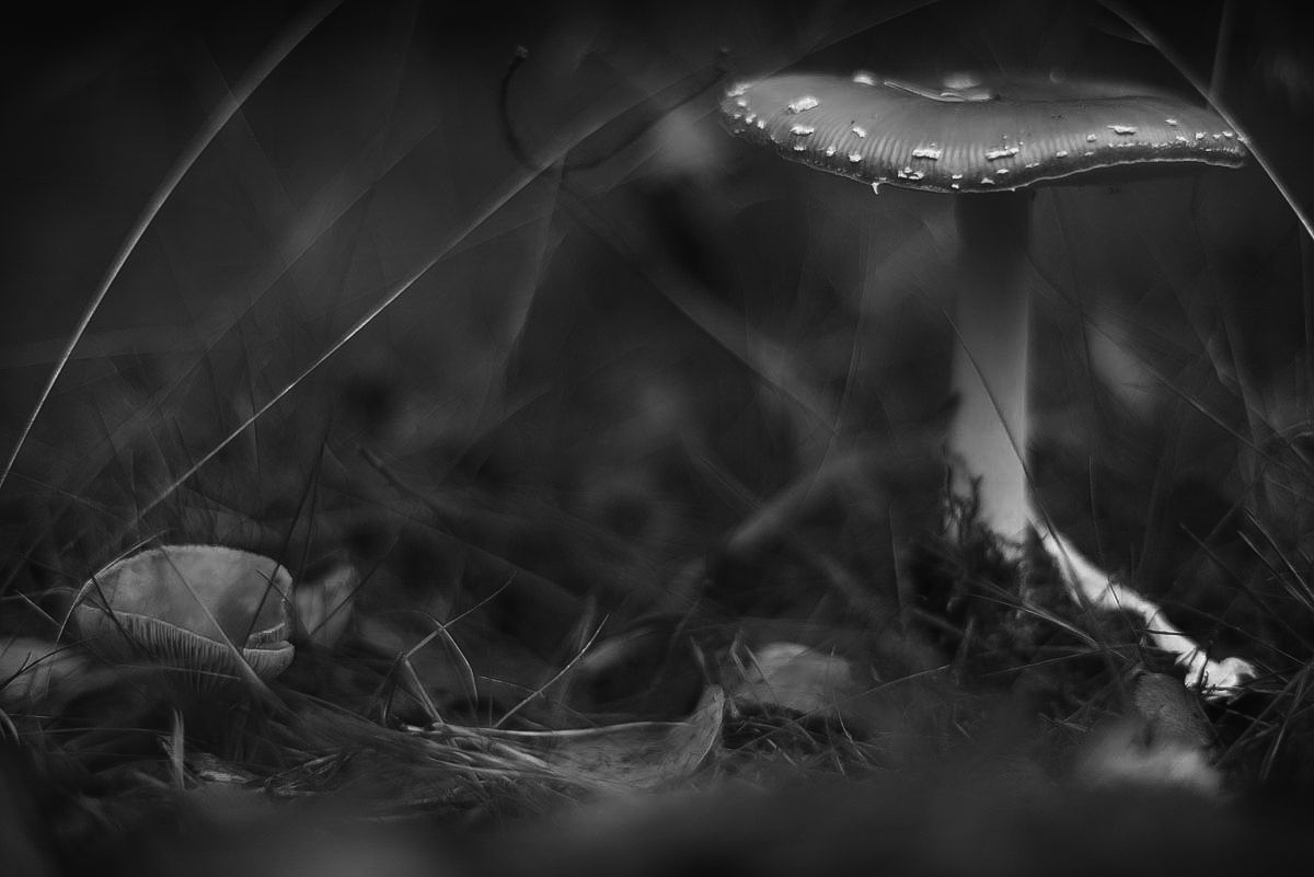 2 Pilze BW (1 von 1).JPG