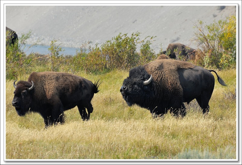 #20 Bison 2