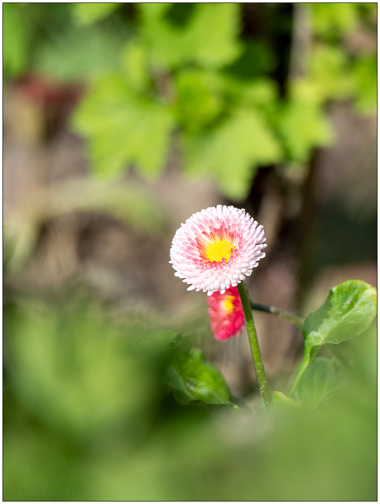 200 Belli in der Sonne