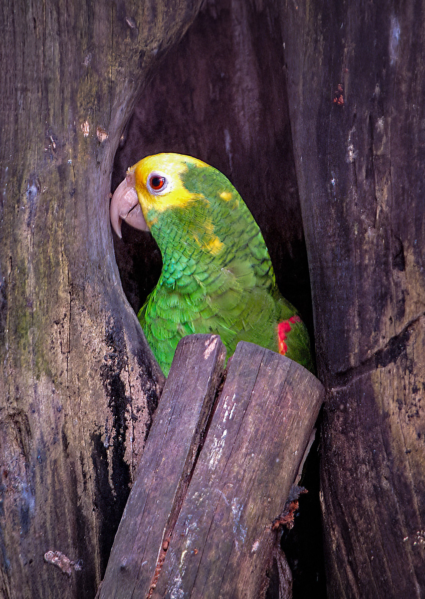 2005-02-16 08 Yellow-headed Amazon.jpg