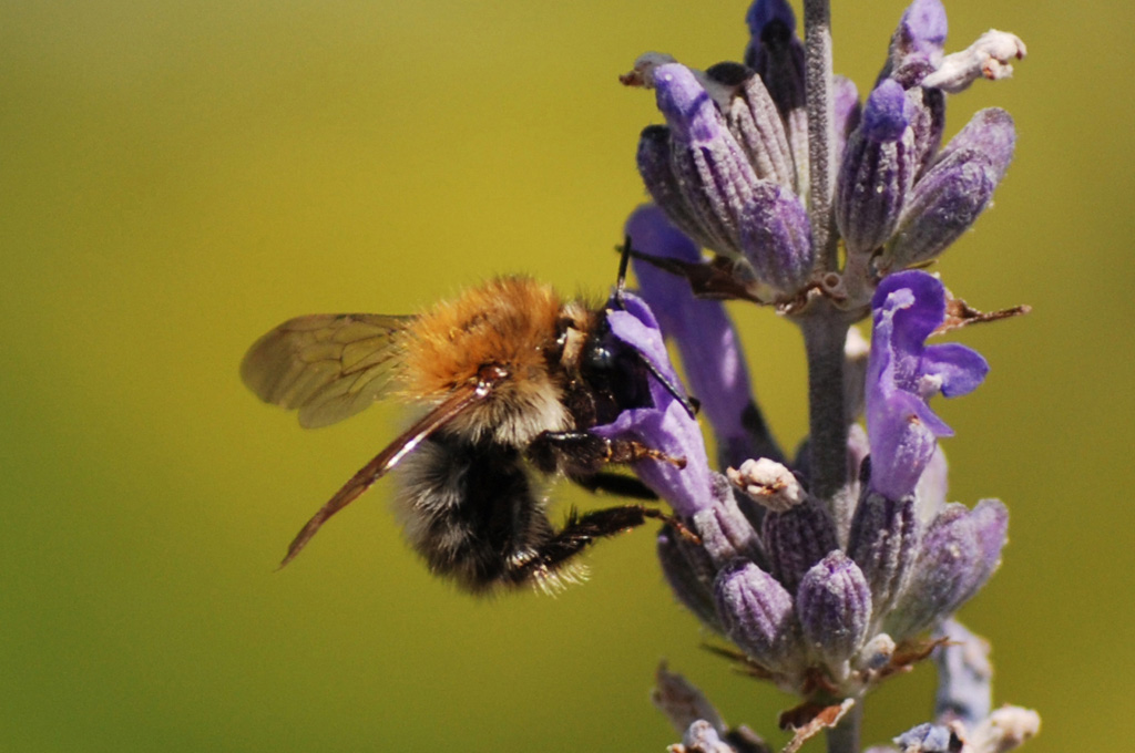 2007 07 Ackerhummel 001