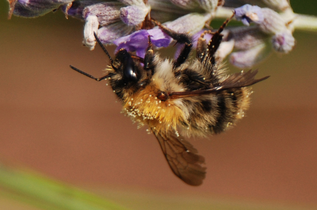 2007 07 Ackerhummel 002