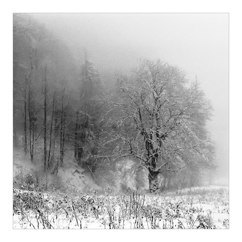 2007 Halde b&amp;w square 003