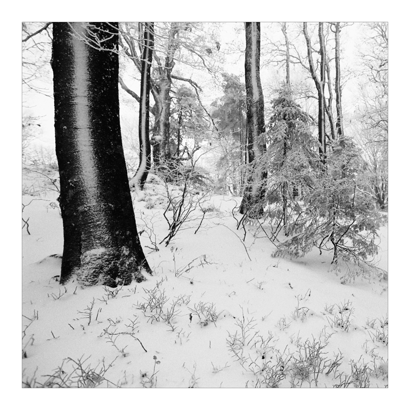 2007 Halde b&amp;w square 006