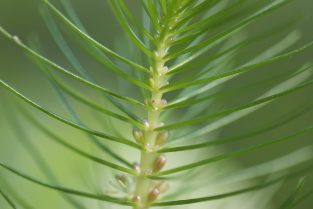 2008 02 23 Botanischer Garten 015