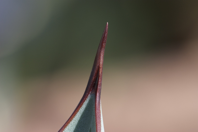 2008 02 27 Botanicher Garten 016
