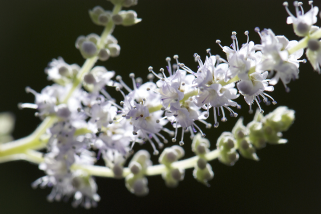 2008 02 27 Botanicher Garten 021