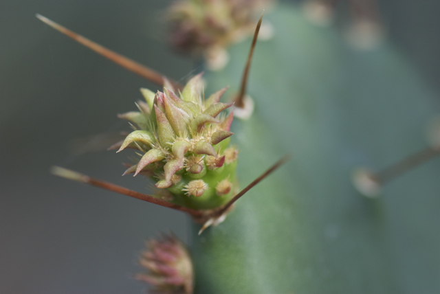 2008 02 27 Botanicher Garten 027