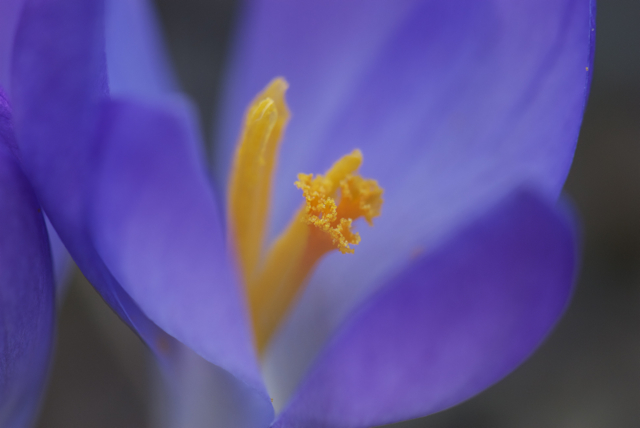 2008 02 27 Botanicher Garten 034