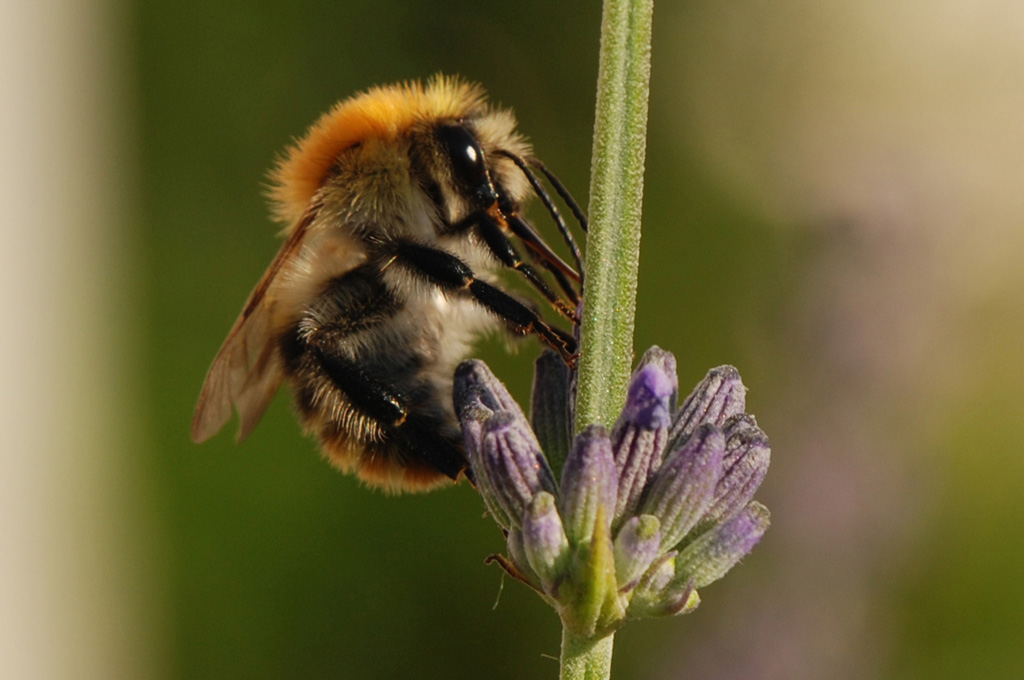 2008 06 Ackerhummel 001