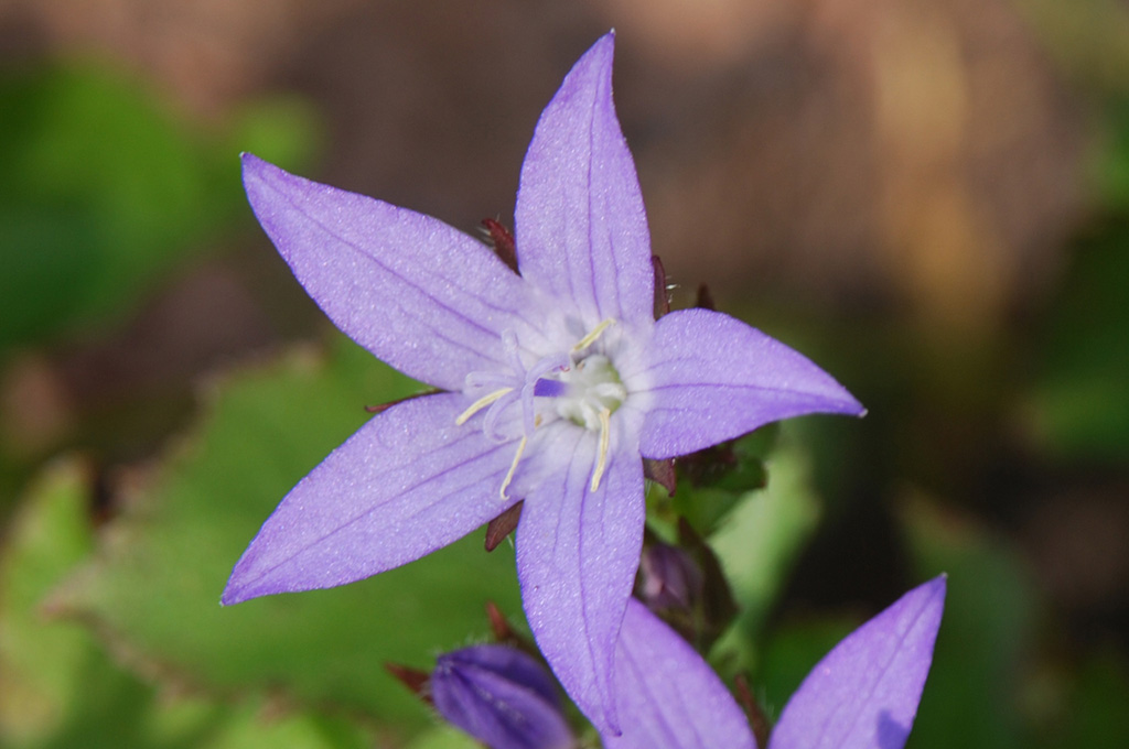 2008 06 Glockenblume 002