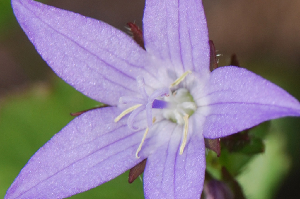2008 06 Glockenblume 003