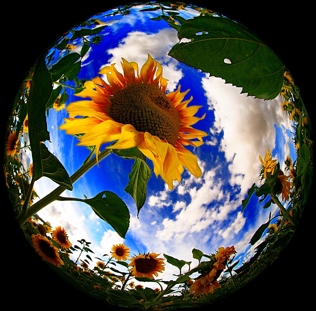 2008 08 04 Fischige Sonnenblumen und Tanke im Abendrot D7C 0291