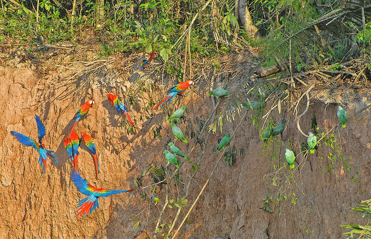 2008-09-01 23 Scarlet Macaws and Southern Mealy Amazons.JPG