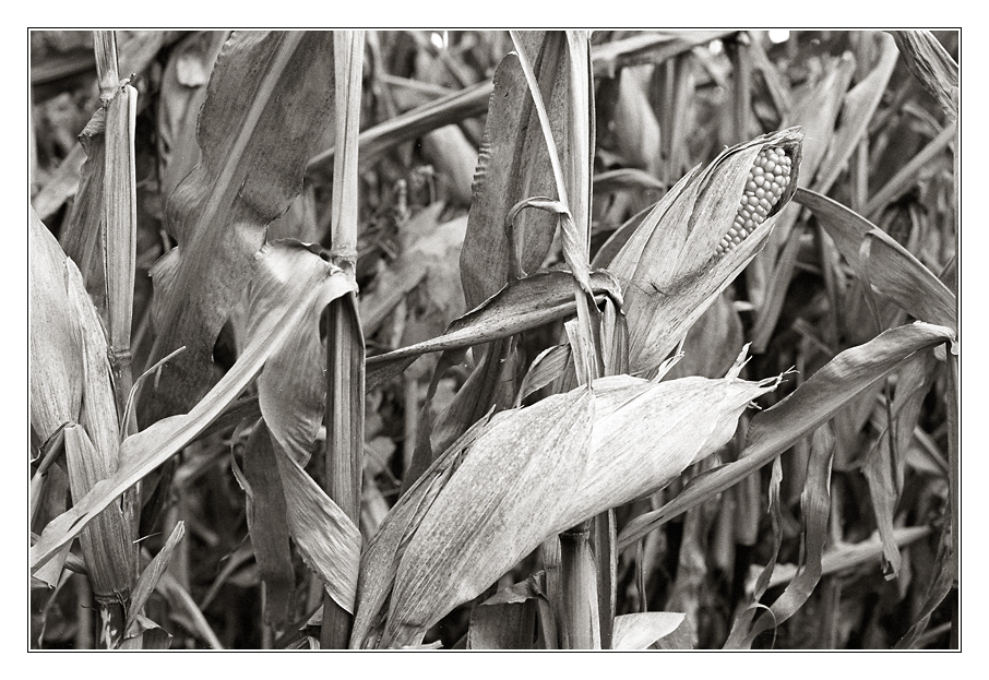 2008-10
Der letze Mais I

Nikon F5; Kodak 400Tmax in Spur-HRX2; Af 50/1,8