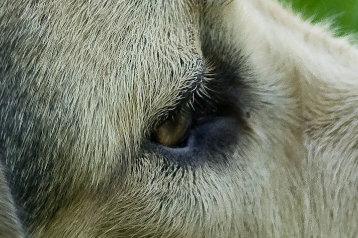 20080504 9840 [D200]B   F4.0 135.00mm 3