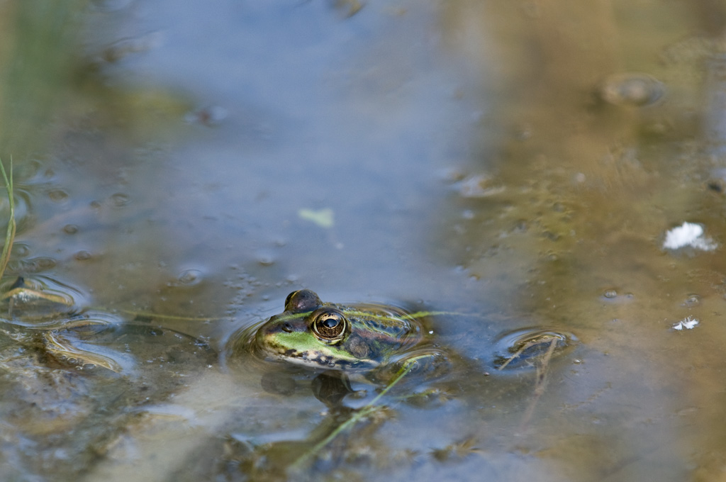 20080608 2546 [D300]   F5.6 200.00mm