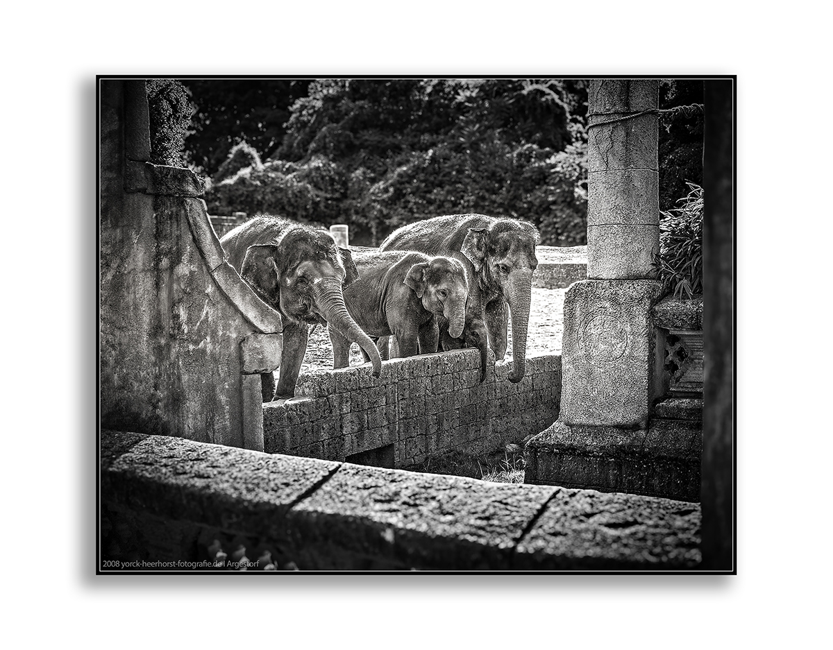 20080730_ZooHannover_0025 WEB FORUM.jpg