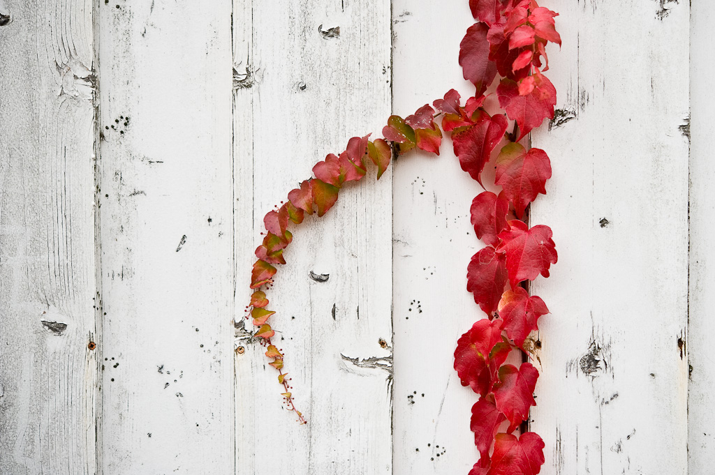 20081007 4202 [D700]   F2,8 60,00mm