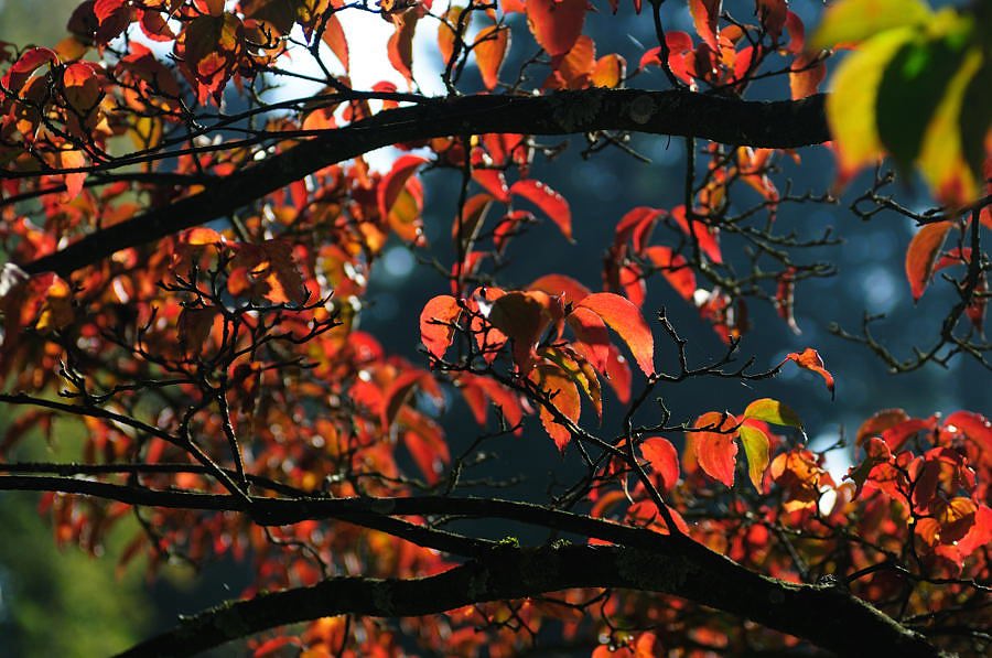 20081019 135806 D30 7525