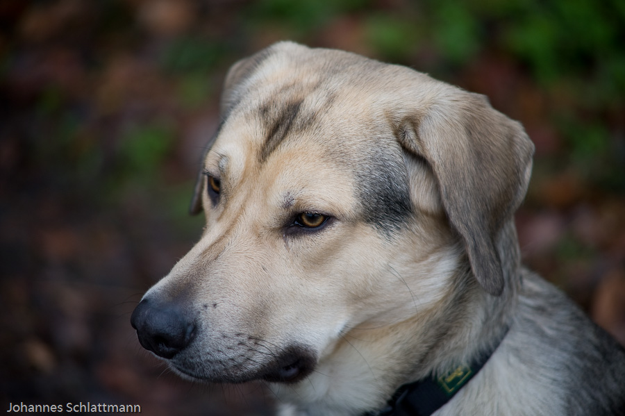 20081130 5336 [D700]   F2,8 180,00mm