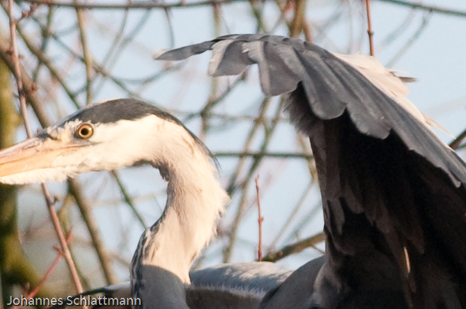20081230 4539 [D300]   F5,6 300,00mm