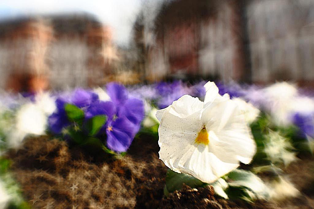 2009 03 16 Lensbabys Stadt Sarah D7C 5421