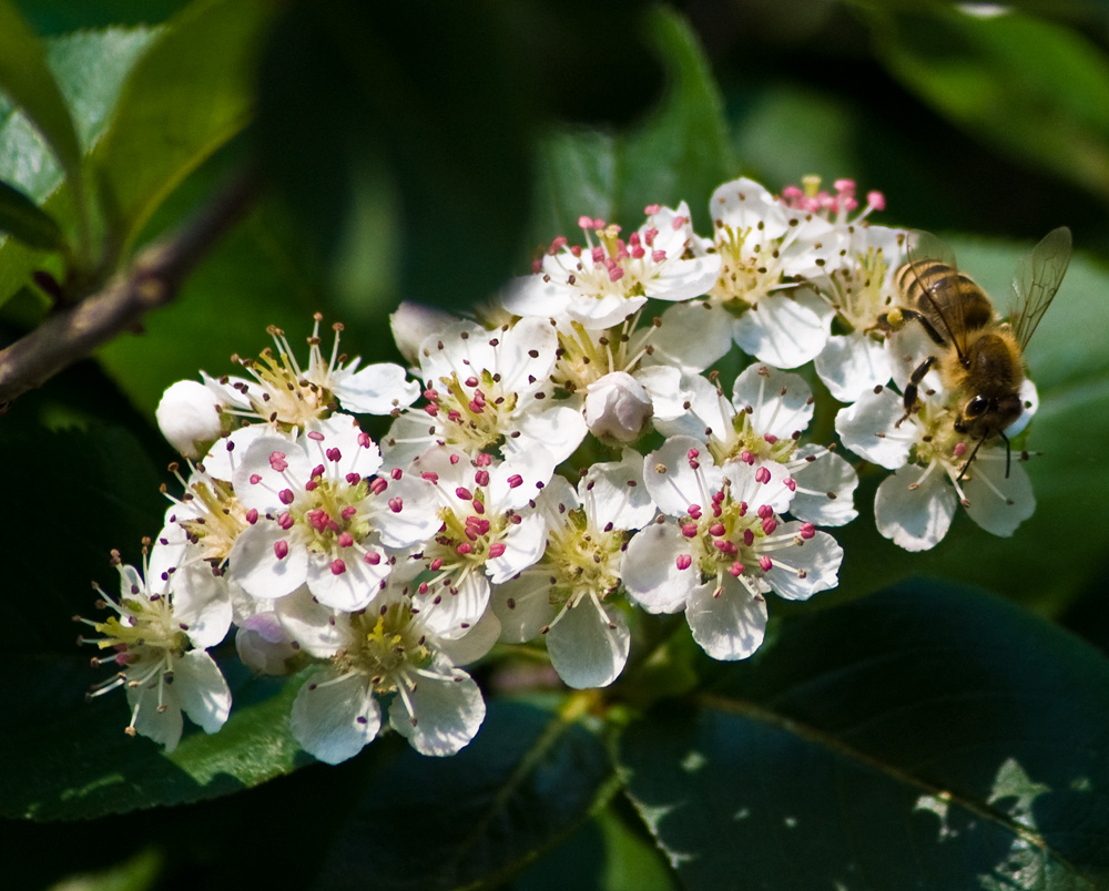 2009 05 01 Biene auf Aronia