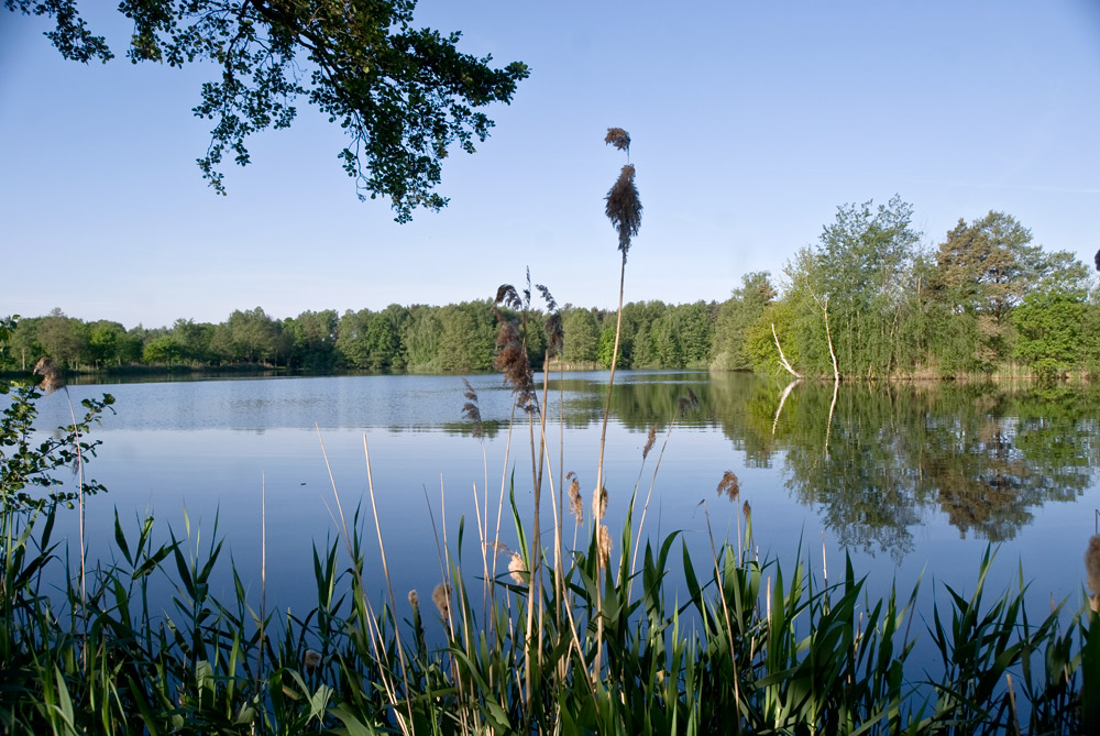 2009 05 09 Teich bei Weissig 1
