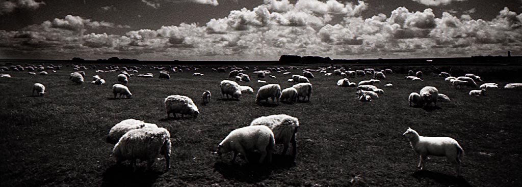2009 06 FM2 APX100 Mommenheim Wacken Nordsee  043 ps