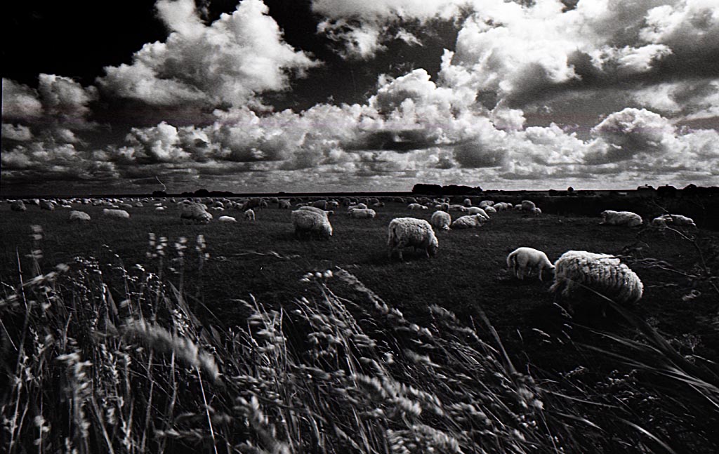 2009 06 FM2 APX100 Mommenheim Wacken Nordsee  057