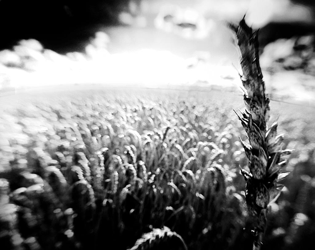 2009 07 28 SWW Lensbabies D7C 5584 sw