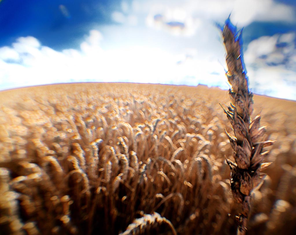 2009 07 28 SWW Lensbabies D7C 5584