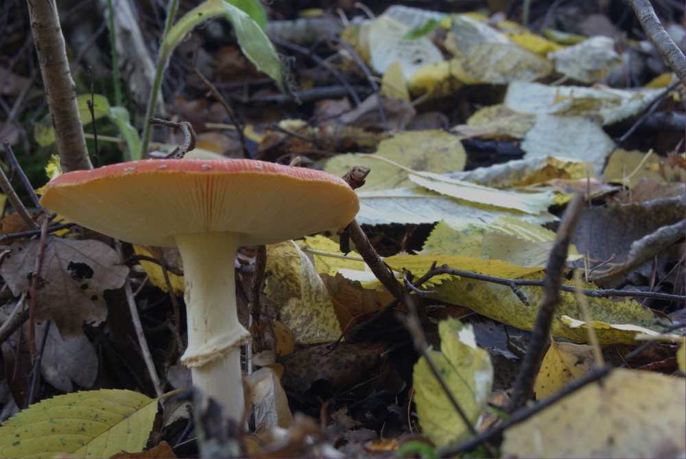 2009 10 31 Fliegenpilz