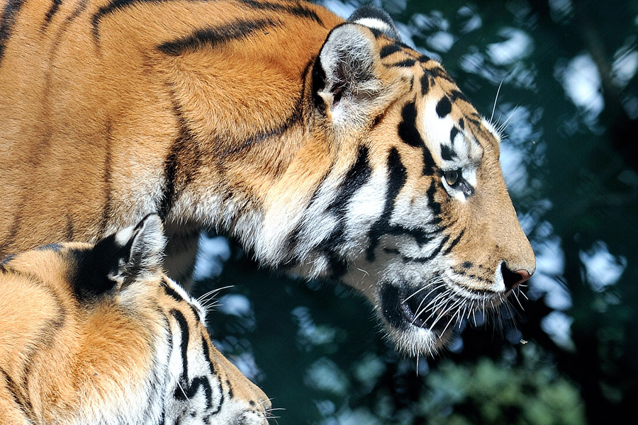 2009 - Tiger im Zoo Straubing