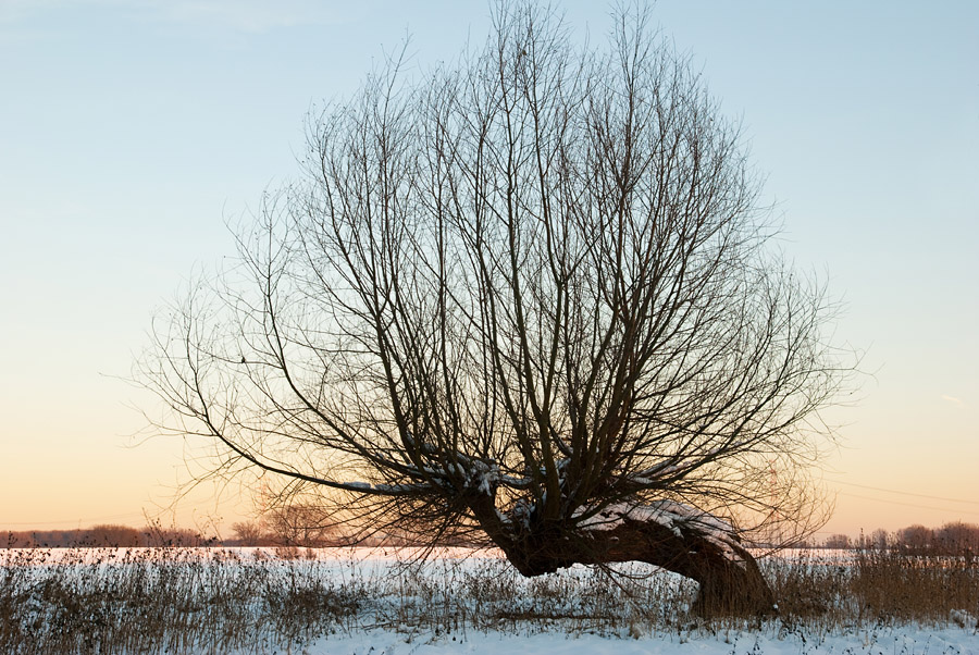 200901062247 900x602 - Eine alte Weide im abendlicht bei Zons am Niederrhein