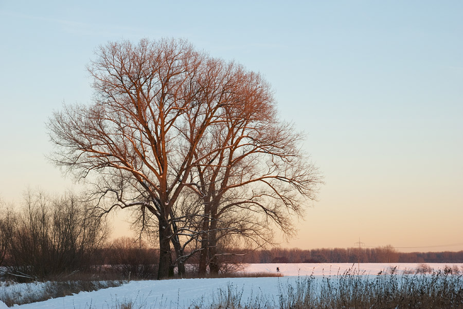 200901062248 900x602 - Bäume im Abendlicht bei Zons am Niederrhein