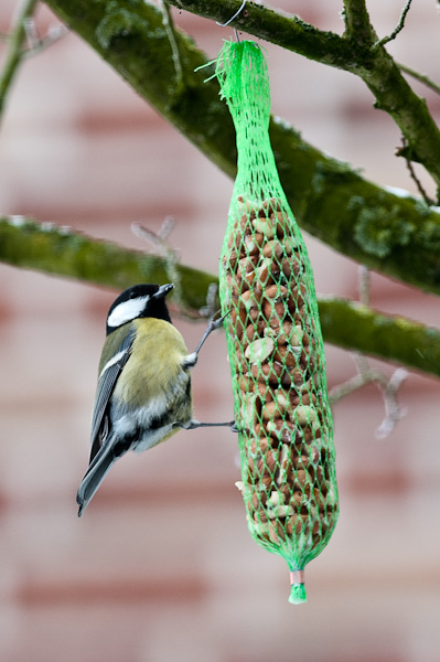 20090108 5088 [D300]   F5,6 300,00mm