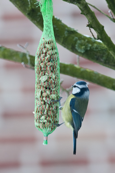 20090108 5091 [D300]   F5,6 300,00mm