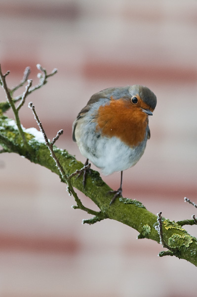 20090108 5097 [D300]   F7,1 420,00mm