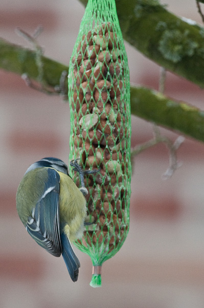 20090108 5122 [D300]   F10,0 420,00mm