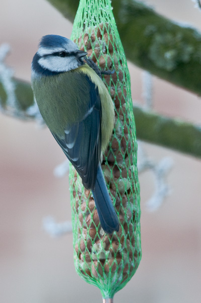 20090109 5183 [D300]   F7,1 420,00mm