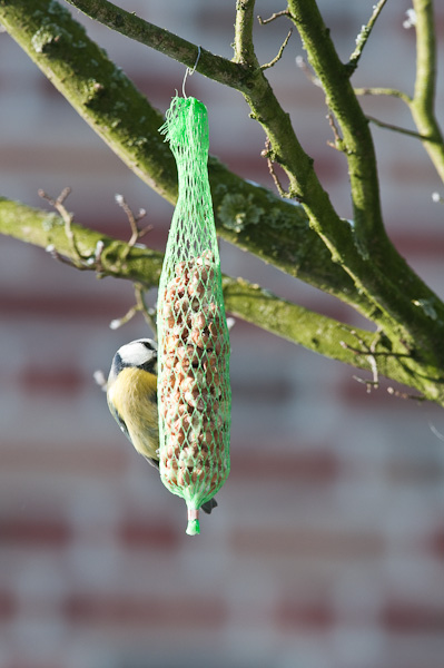 20090109 5278 [D300]   F9,0 420,00mm