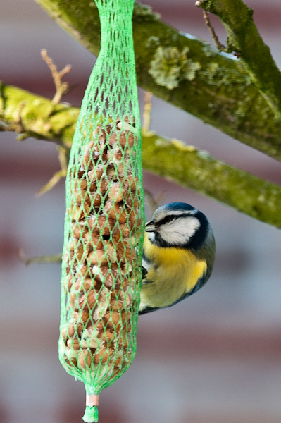 20090109 5341 [D300]   F9,0 420,00mm