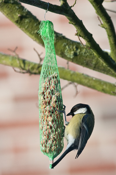 20090110 5385 [D300]   F5,6 300,00mm