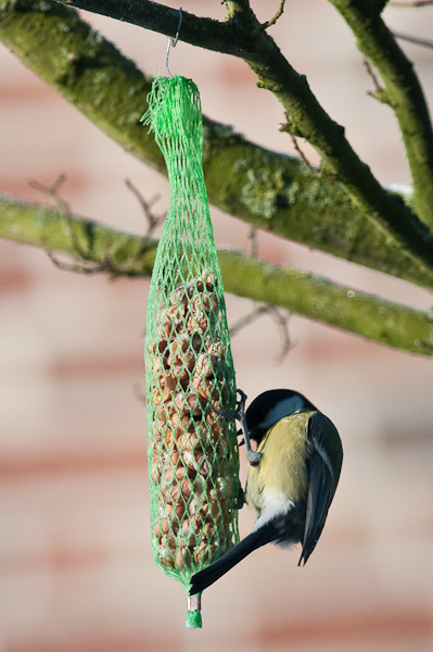20090110 5386 [D300]   F5,6 300,00mm